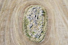 dji_fly_20230930_143404_468_1696111821390_photo_optimized